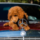 Illustration for article titled What Your Pups Need for a Luxurious Car Ride, According to Pet Owners